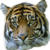 Lilly - Tiger