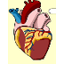 Circulatory System Video (BP)