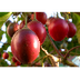 Chilto: El Gran Frut