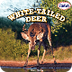 White-tailed Deer iBook