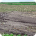 Heavy Rains Send Iowa's Precio