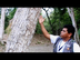 Manilkara Zapota: el árbol del
