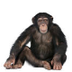 Chimpanzee 2