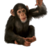 Chimpanzee Cam