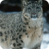 Snow Leopard | Species | WWF