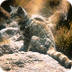 Rare Andean Cats ? Endangered 