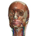 ZygoteBody