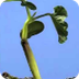 Crecimiento de una planta