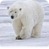 Polar Bear Plays