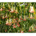 Flor de campanilla: Cuidados