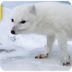 Arctic Fox Video