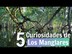 LOS MANGLARES: 5 Cosas que hay
