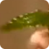 Photosynthesis Bill Nye - Safe