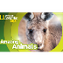 Eastern Gray Kangaroo | AMAZIN