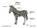 Zebra Diagram
