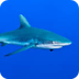 Shark Cam - Live underwater we