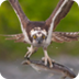 Great Horned Owl
