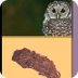 KidWings Virtual Owl Pellet Di
