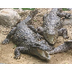 Crocodile