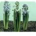 De hyacint