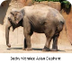 Animals In Indonesian Fo