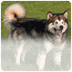 Alaskan Malamute