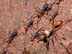 Army Ant Facts
