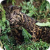 Clouded leopards | wwf