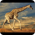5 Amazing Giraffe Facts - Scie