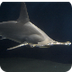 Hammerhead shark Facts