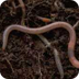Where Do Worms Go in Winter? |