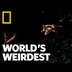 Flying Squirrel | World's Weir