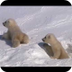Planet Earth-Cubs Video