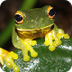 Frog Facts - Metamorphosis