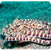 Mimic Octopuses, Thaumoctopus 