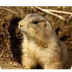 Prairie Dogs, http:// Dog Pict