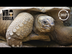 Giant Aldabra Tortoises - 360