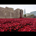 The Tower of London Poppies