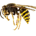 Wasp Nest Removal Stoke On Tre