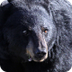 Basic Facts About Black Bears 