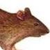 Szczur – Wikipedia, wolna ency