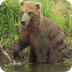 Alaskan Brown Bears Fishing