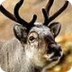 Reindeer (Rangifer Tarandus) -