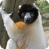Adopt a Sifaka Lemur