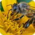 10 facts about Honey bees! | N