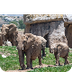 Elephant Cam | San Diego Zoo 