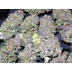 Find cannabis seeds on web
