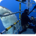 Great White Sharks | SHARK ACA
