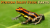 Poison Dart Frog Facts For Kid