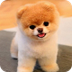 Pomerania